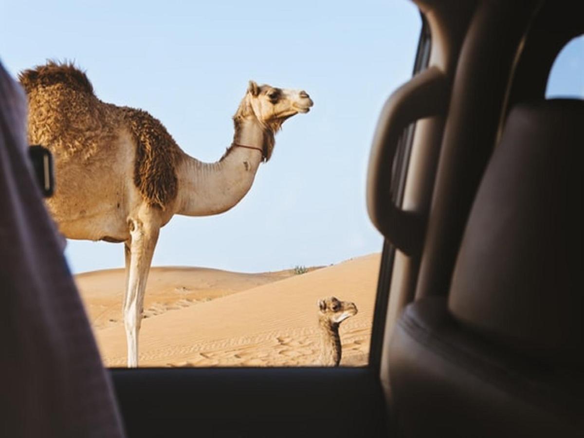 Desert Camp Tours Campingplatz